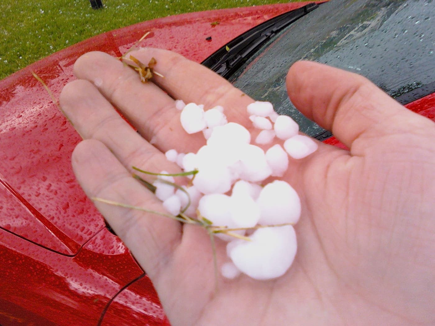 Hailstones ranging from pea to quarter size held in a hand after a storm